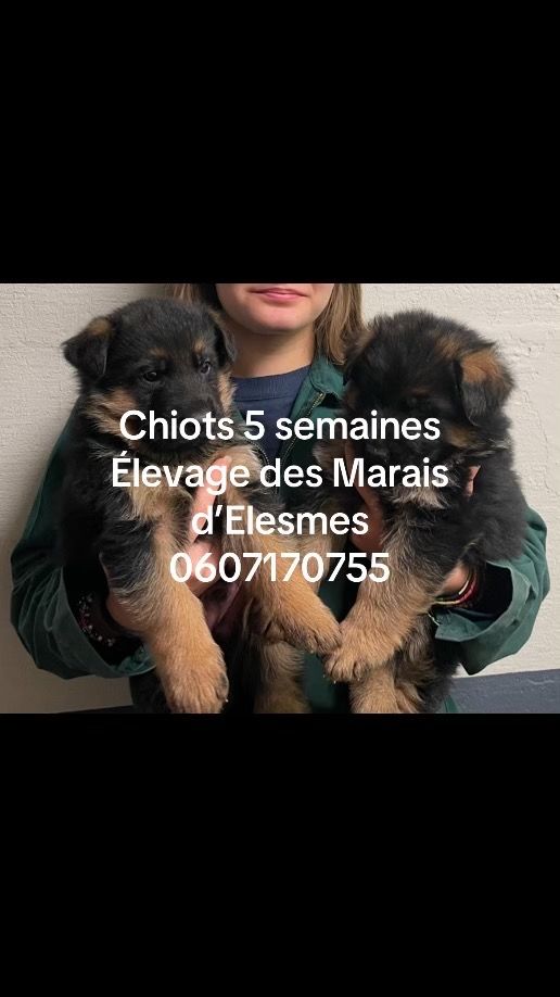 chiot Berger Allemand Des marais d'elesmes