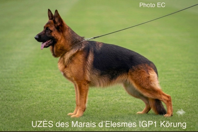 Uzes Des marais d'elesmes