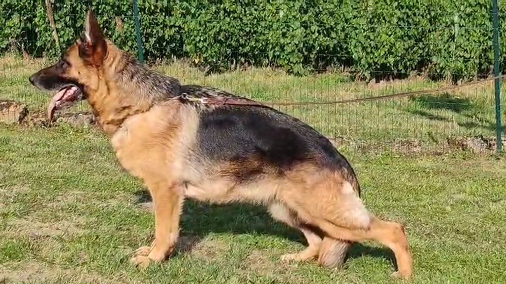 CH. Shadey Des marais d'elesmes