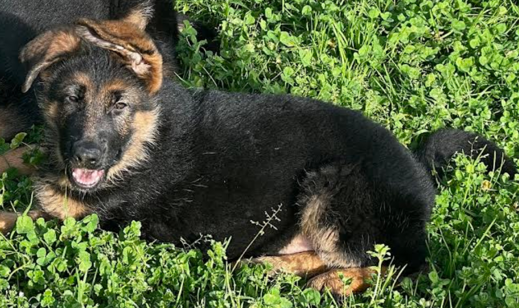 ATHENE Des marais d'elesmes