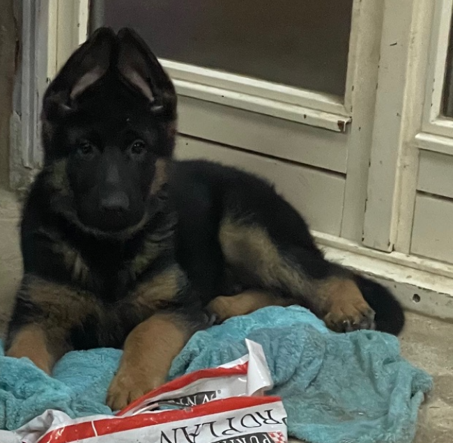 AMMOS Des marais d'elesmes