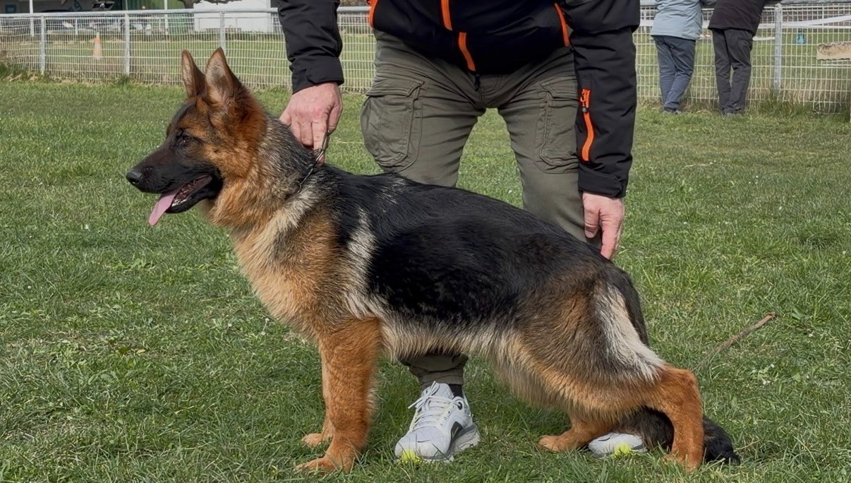 AYA Vizzavona