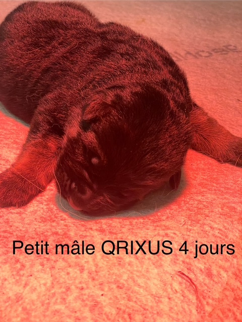 RESERVATIONS OUVERTES CHIOTS