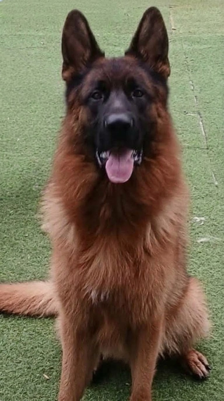 VUGOS VIZZAVONA père de nos chiots actuels avec RIZETTE des Terrrils du Ch'ti