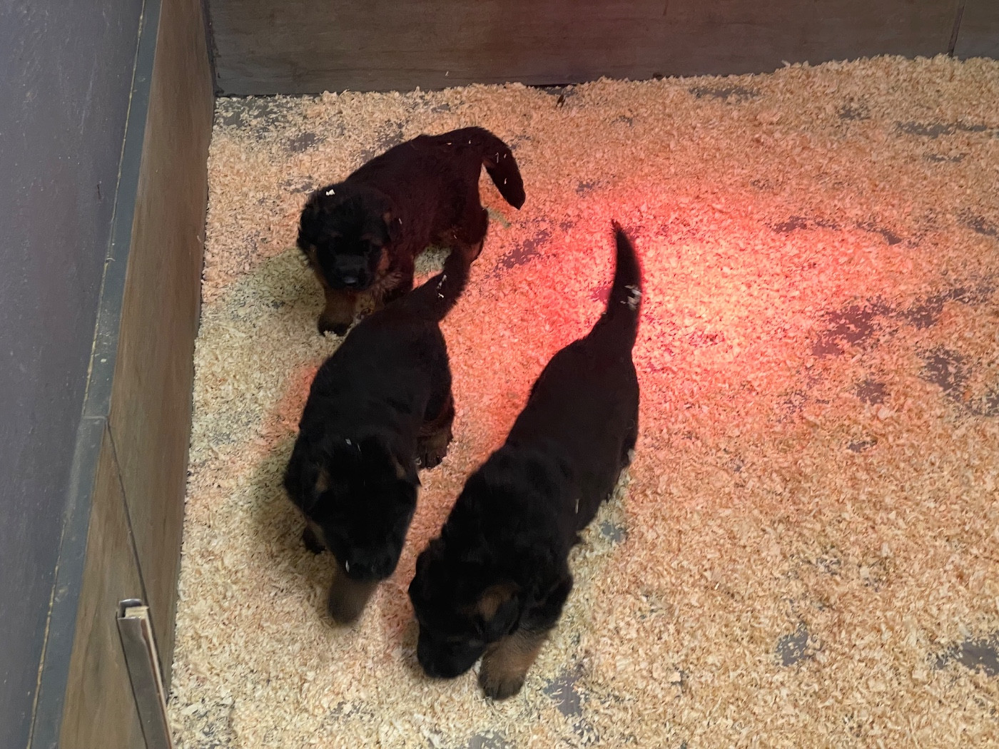 Chiot Berger Allemand Des marais d'elesmes