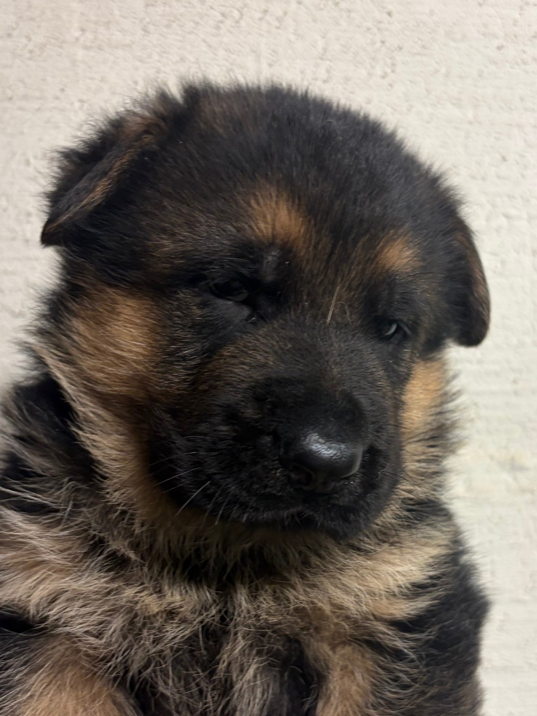 Des marais d'elesmes - Chiots disponibles - Berger Allemand