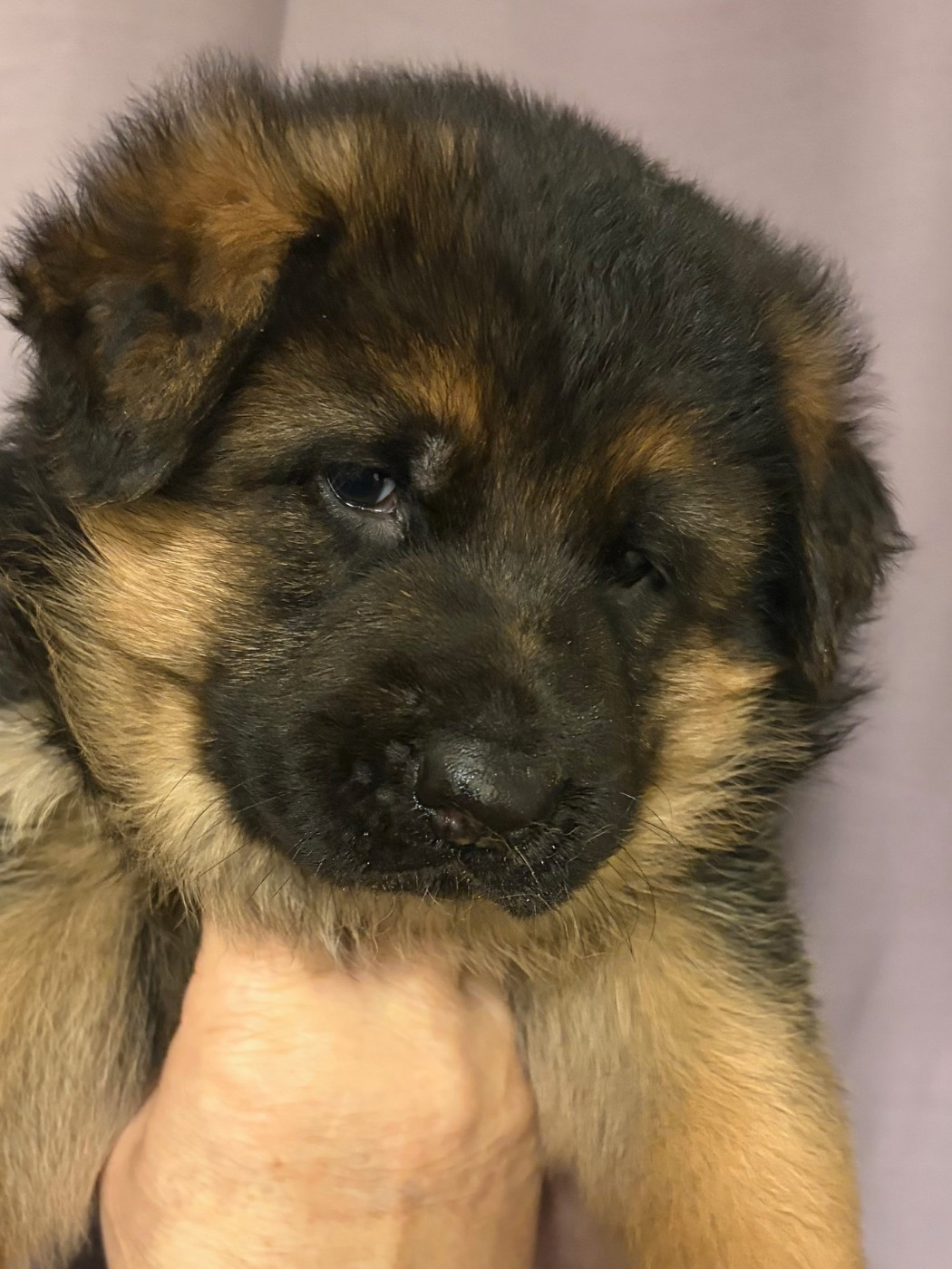 Des marais d'elesmes - Chiots disponibles - Berger Allemand