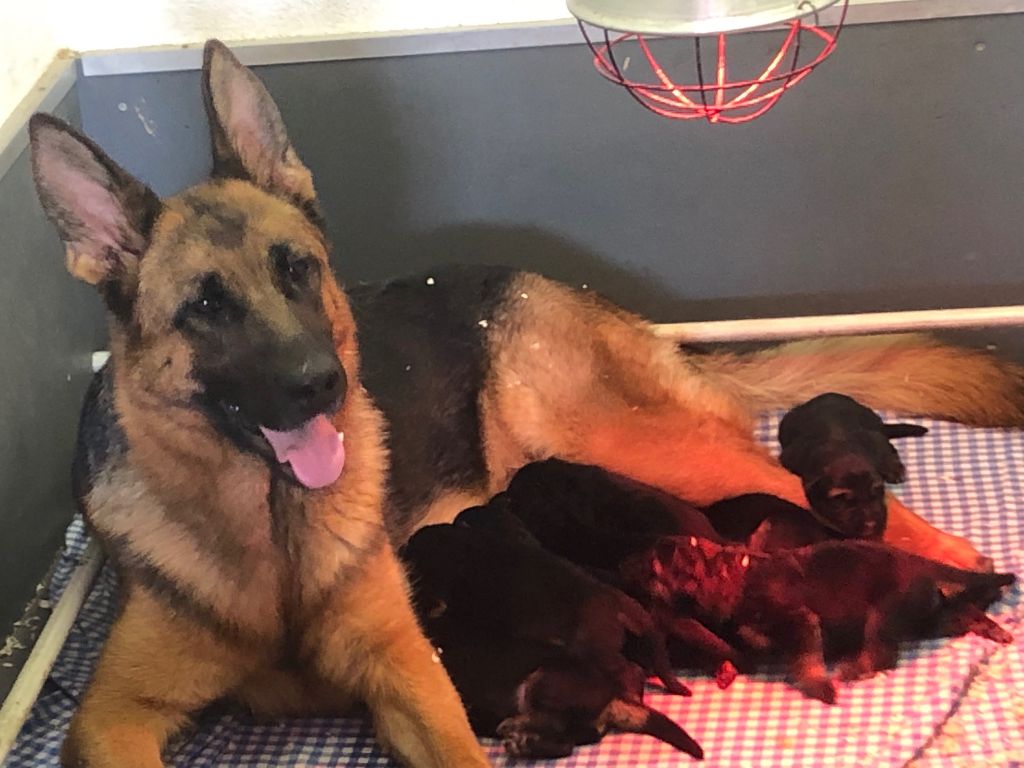 Des marais d'elesmes - Berger Allemand - Portée née le 02/03/2024