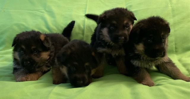 Des marais d'elesmes - Berger Allemand - Portée née le 18/10/2023